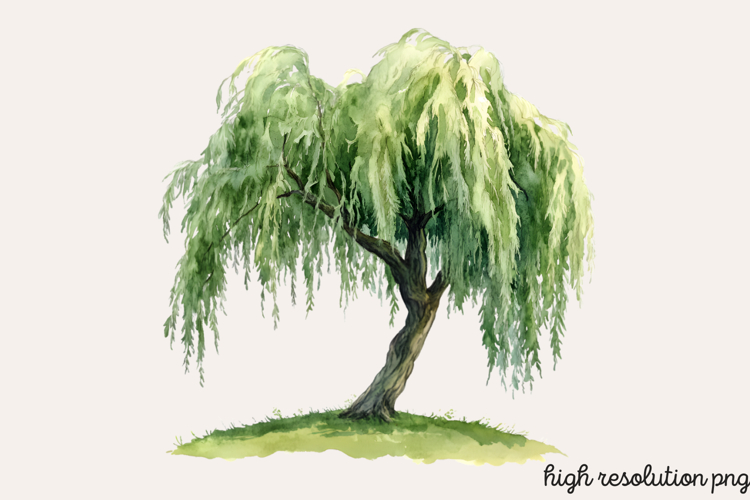 Baum Png Image 6
