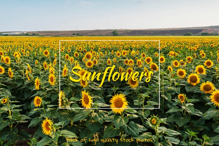 Sunflower Background Image 15