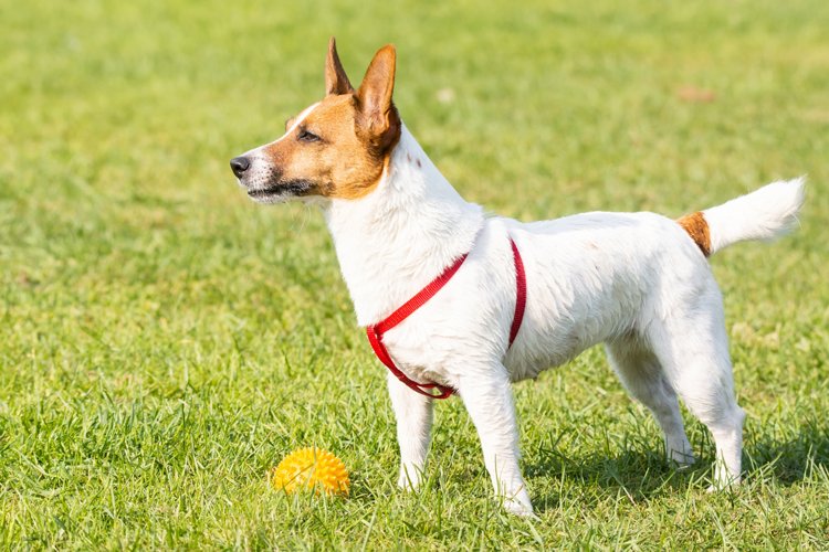 Puppy Clipart Image 16