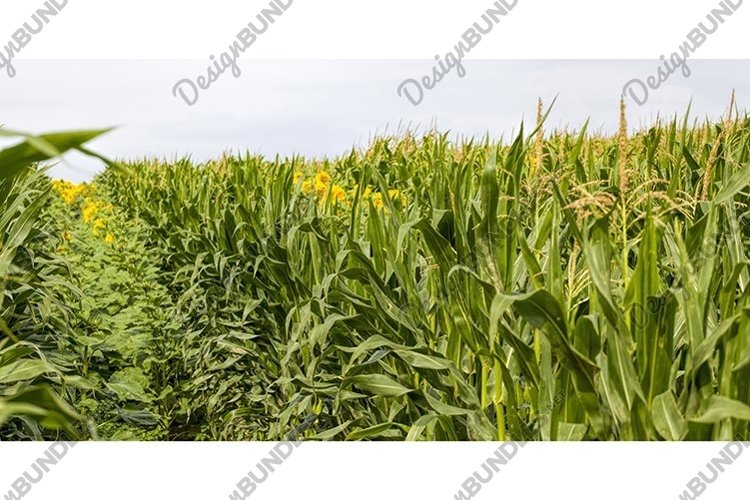 bright sunflower with corn