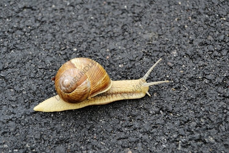Snail Clipart Image 23