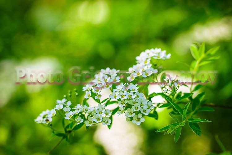 Garden Background Image 12