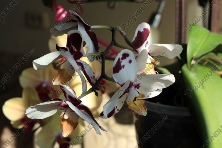 Orchid Clipart Image 8