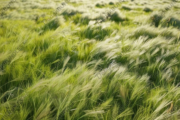 Grass Background Image 15
