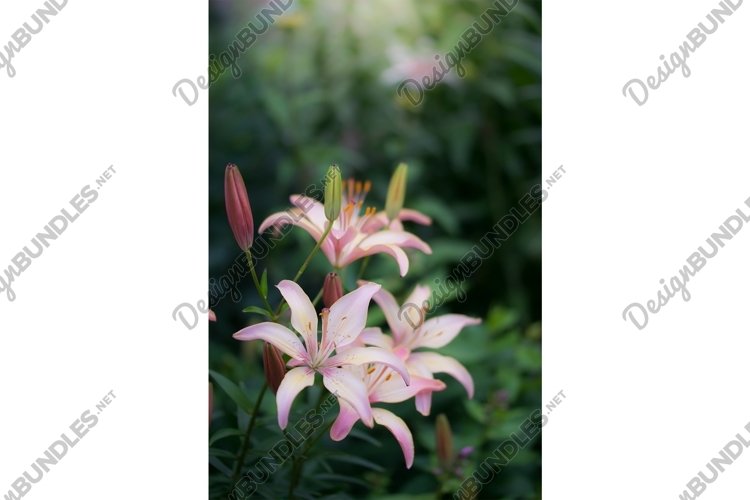 Flower Garden Clipart Image 2