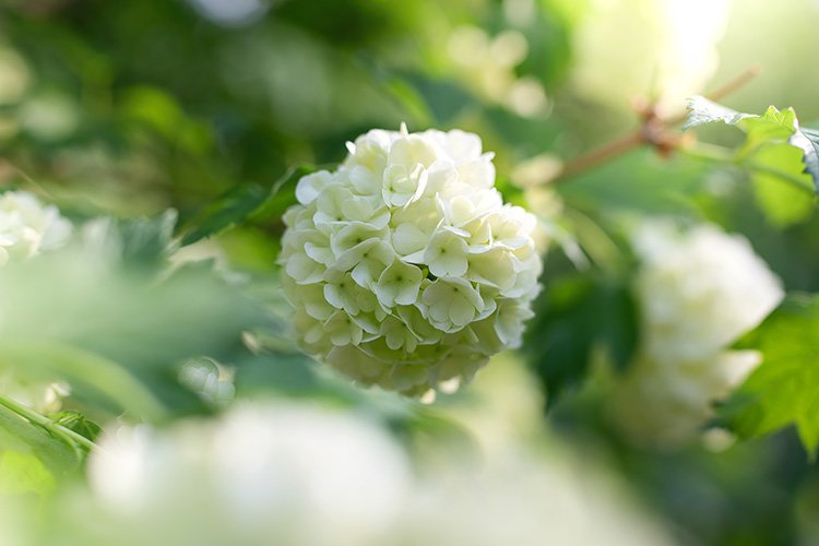 Rose Background Image 7
