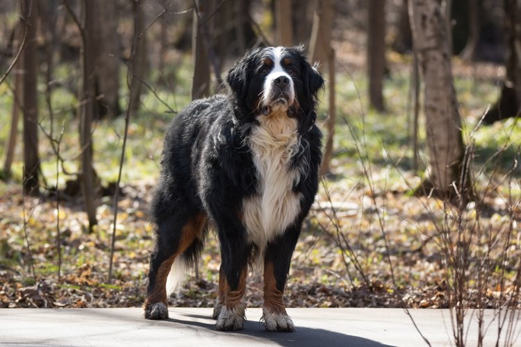 Bernese Mountain Dog SVGs Image 21