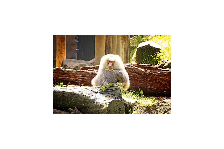 Monkey Clipart Image 6