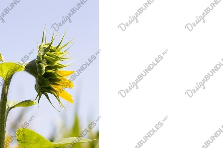 Grow Clipart Image 5