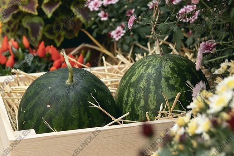 Watermelon Clipart Image 5
