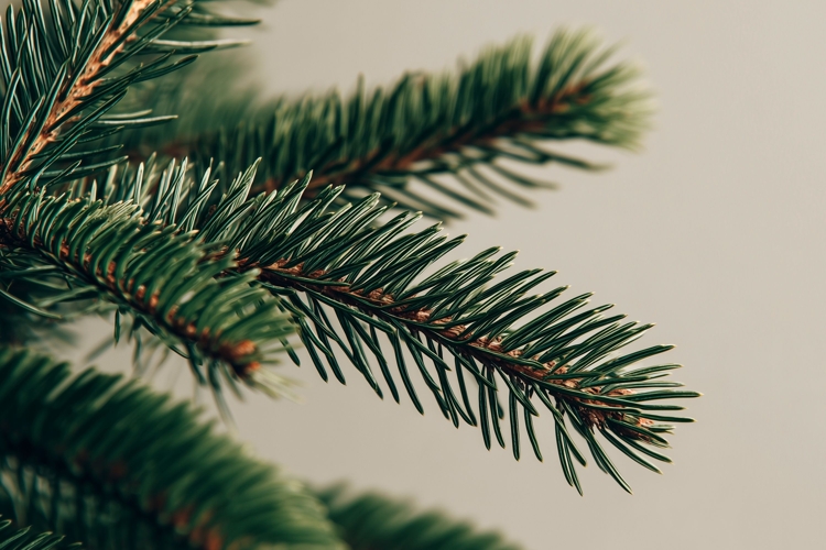 Pine Branches Background PNG, Holiday Background Mockup