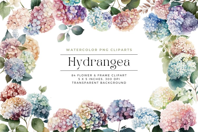 84 Hydrangea Flowers Watercolor Clipart