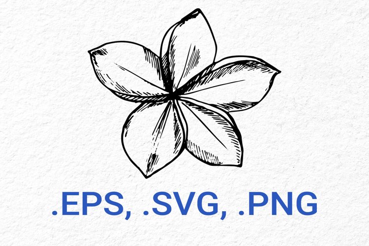 Frangipani Sketch Graphic