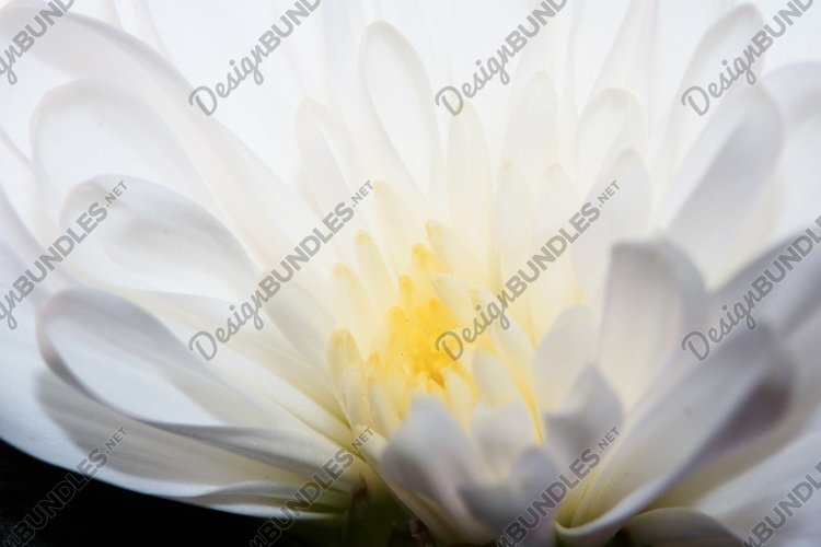 Valentines Background Image 23