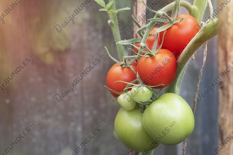 Green and red tomatoes harvest in the garden