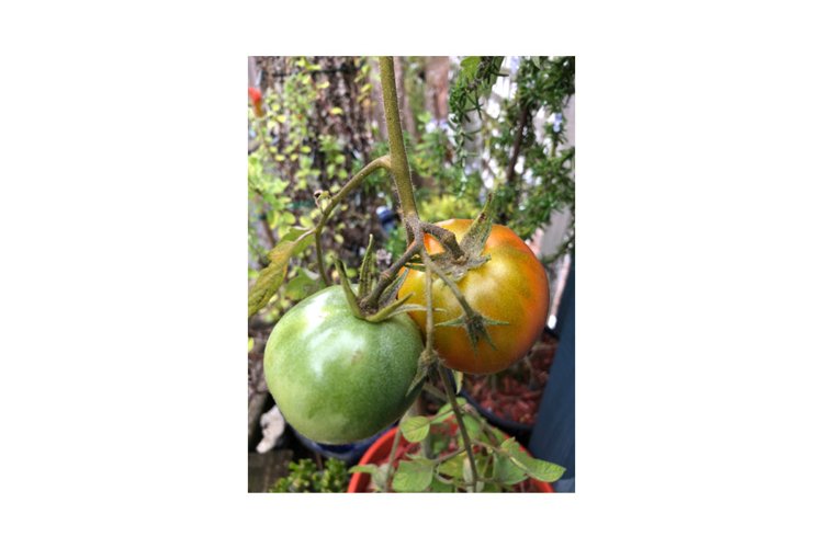 Ripe and Unripe Tomato Fruit and Plant