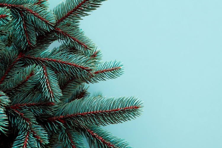 Pine Branches Background Design, Holiday Background Mockup