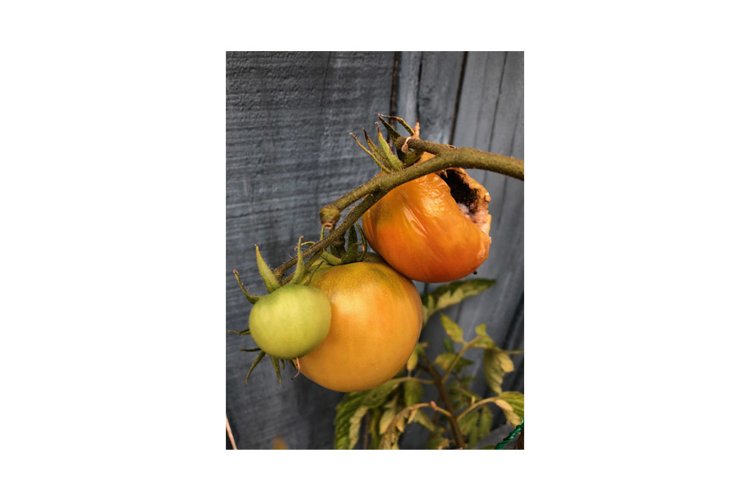 Green and Rotten Tomato Fruit and Plant example image 1