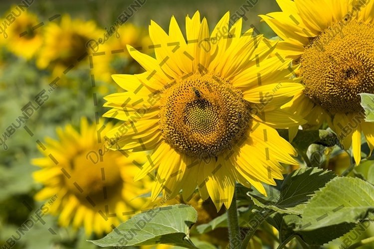 field annual sunflowers example image 1