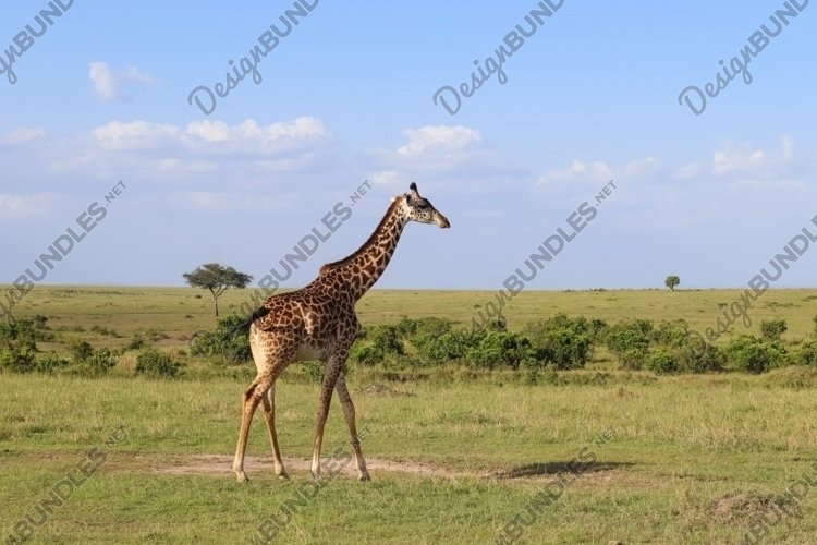 Giraffe Clipart Image 23