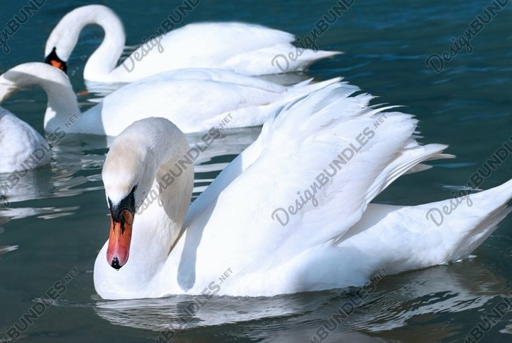 Swans on the lake with blue water