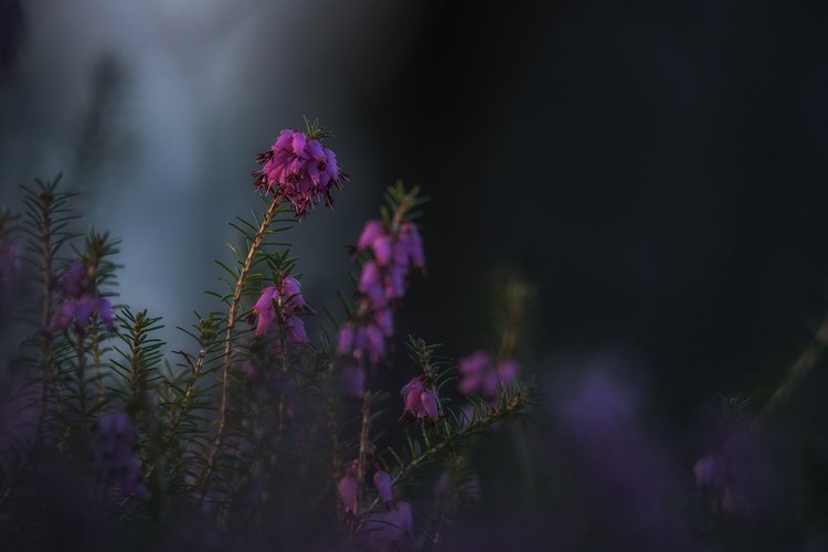 Erica plant in a dark mood example image 1