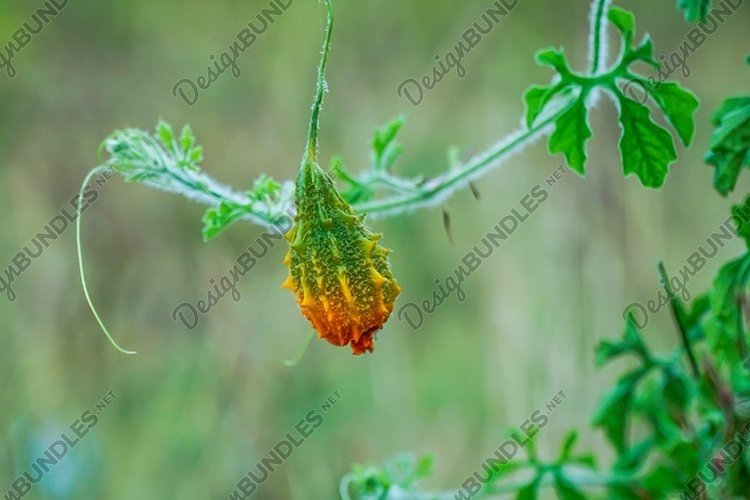 Momordica or karela fruit