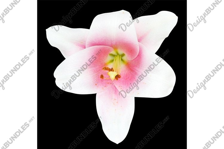 Pink Background Image 14