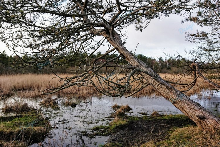 Wooden Tree On The Lake