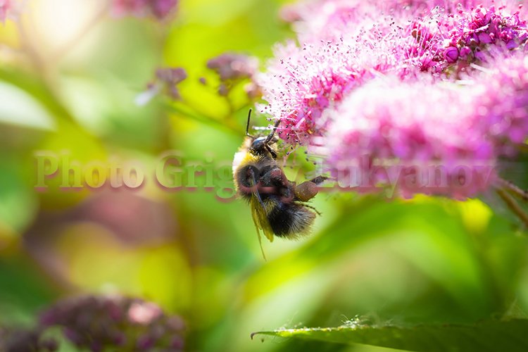 Garden Background Image 14