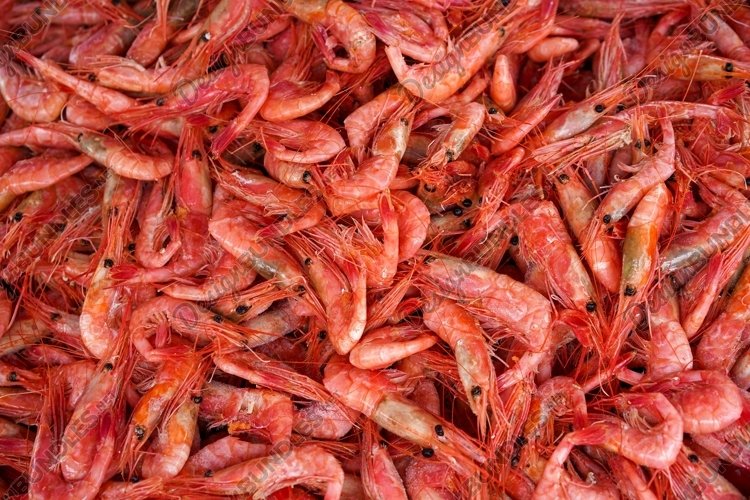 Shrimp Clipart Image 6