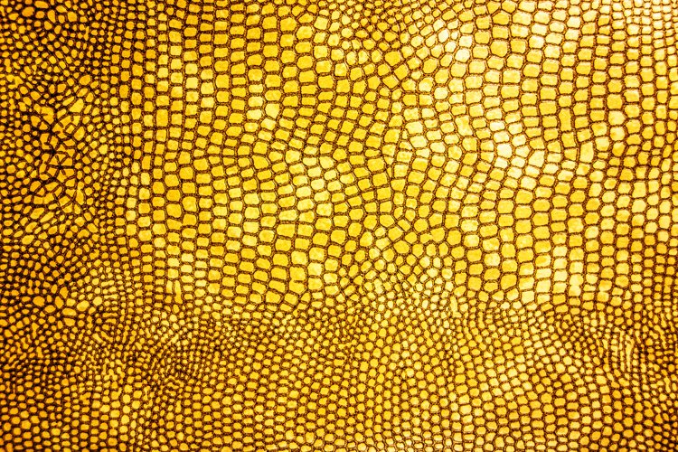Close Up of Abstract Gold Real Snake Skin Snake Print example image 1