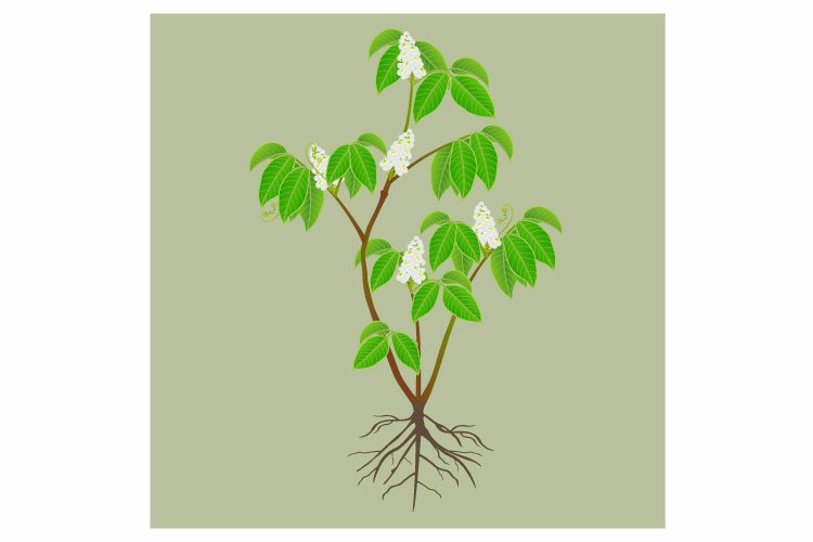 Amazon Clipart Image 11
