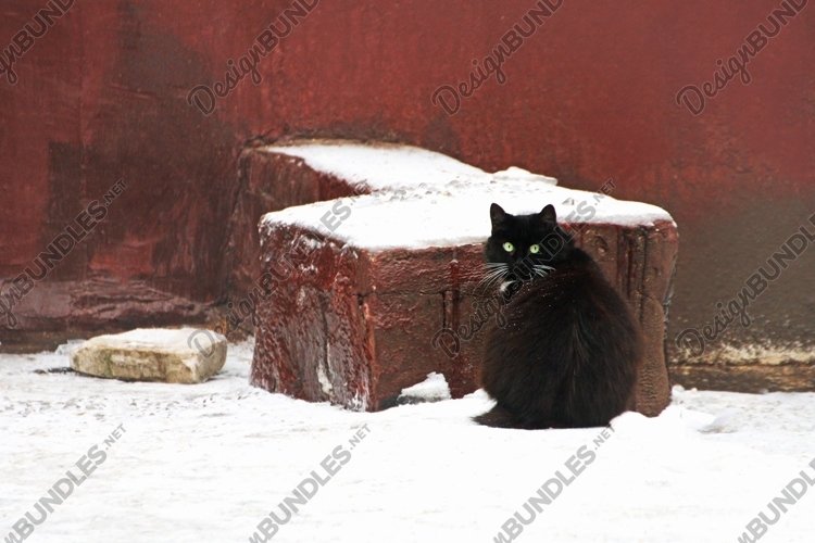 Pets Clipart Image 16