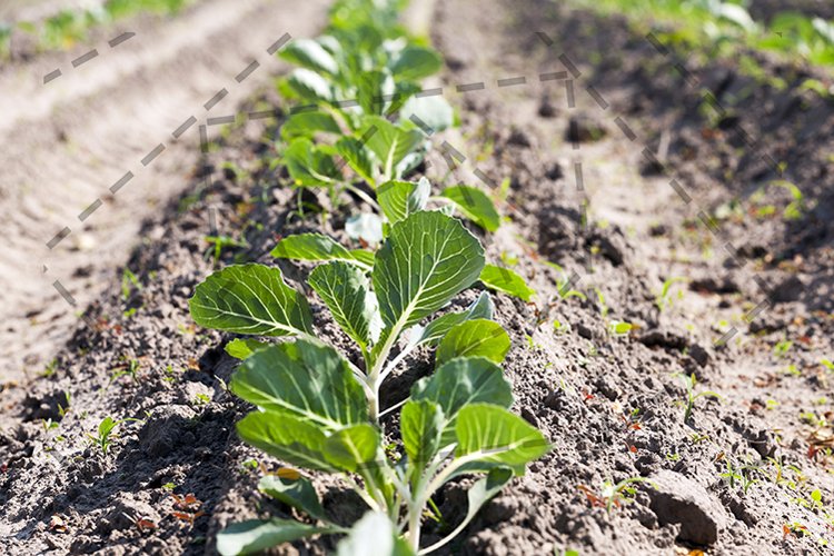 Vegetable Garden Clipart Image 11