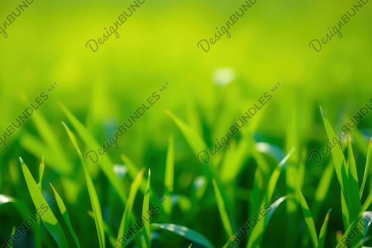 Green Grass Background
