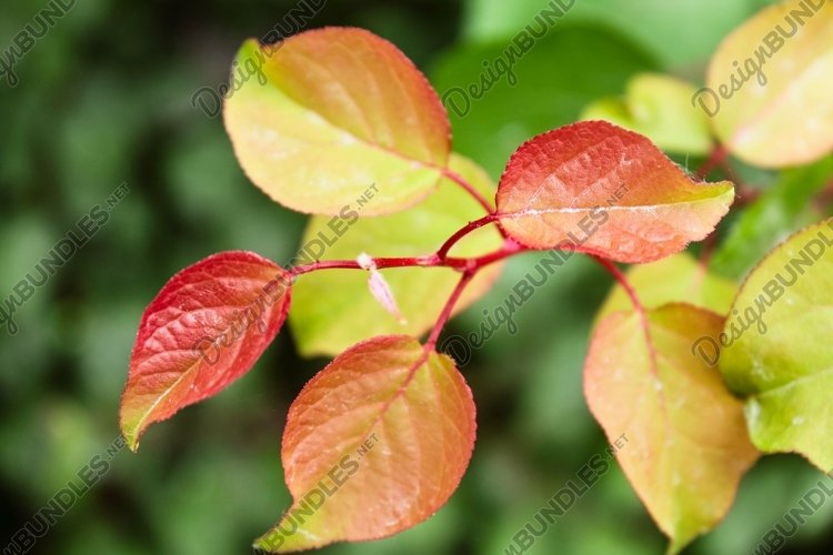 Closeup of beautiful reddish leaves on the branch on blurred