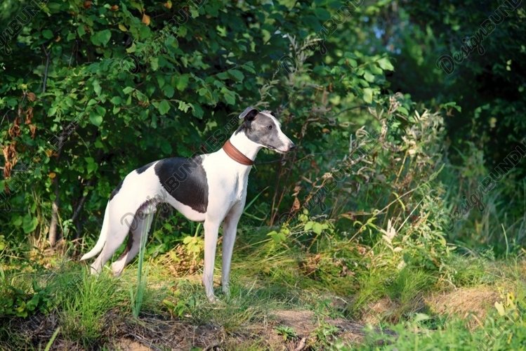 A dog breeds whippet, greyhound hunting dogs example image 1