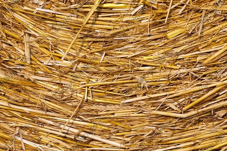 Wheat Clipart Image 15