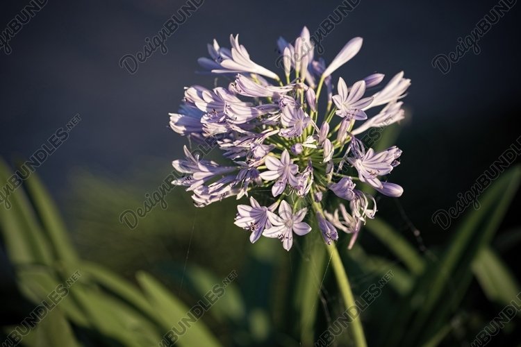 Garden Background Image 3