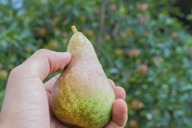 Pear Clipart Image 20
