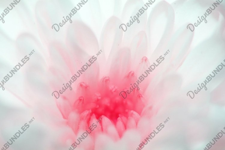 Valentines Background Image 20