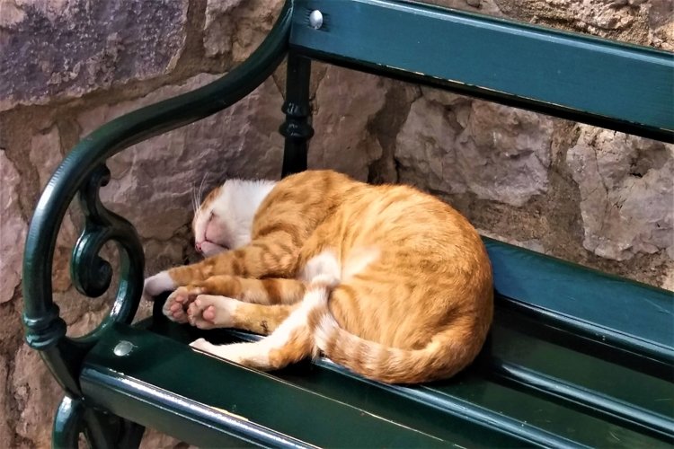 The cutest cats from around the world