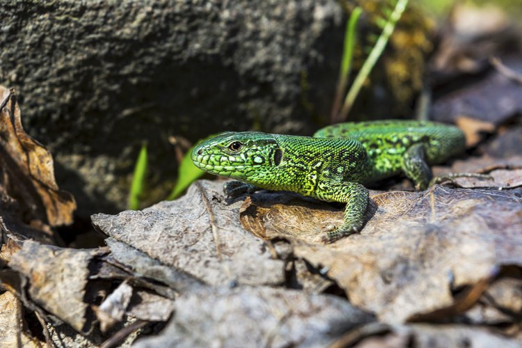 Green lizard on the stone