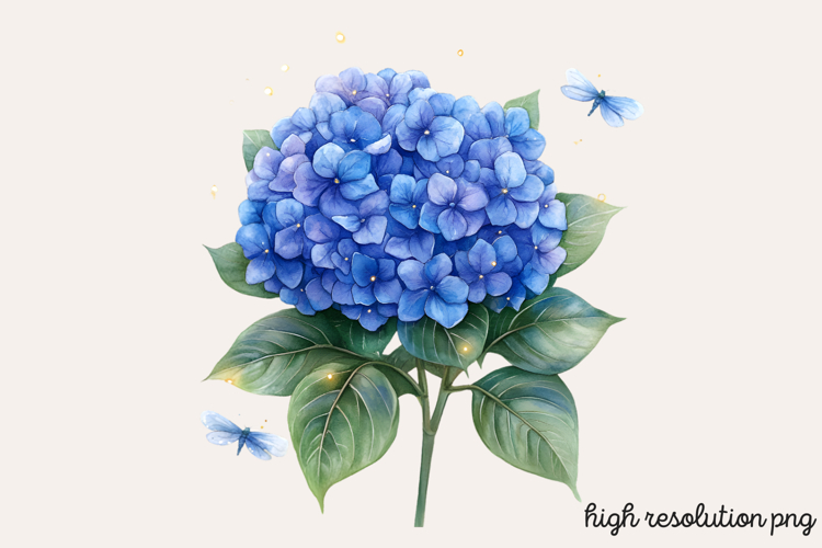 Hydrangea Png Image 4