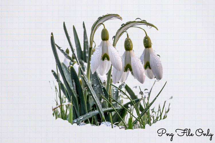 Snowdrops Clipart PNG