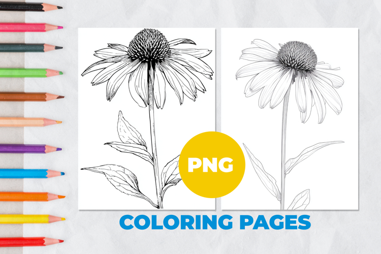 Chamomile flower Coloring Pages | Coloring book