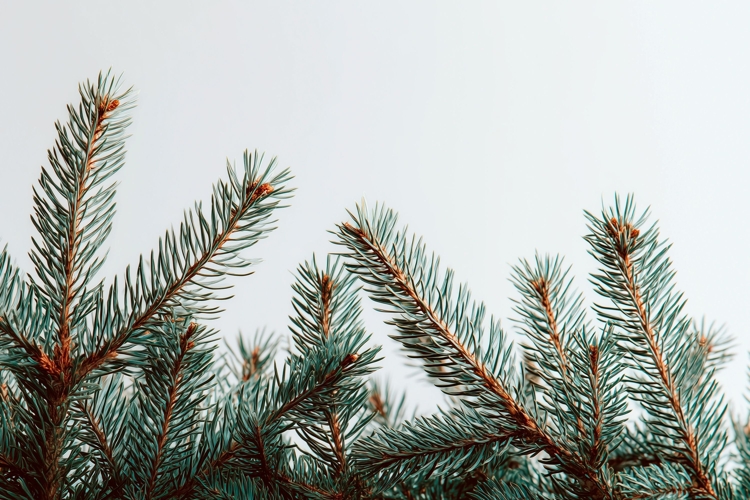 Winter Forest Background, Christmas Branch Background Design