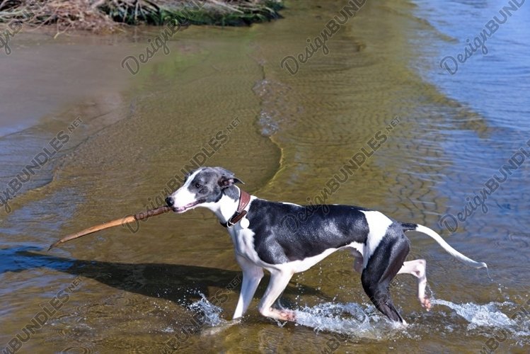 The dog carries a stick, comes out of the water example image 1