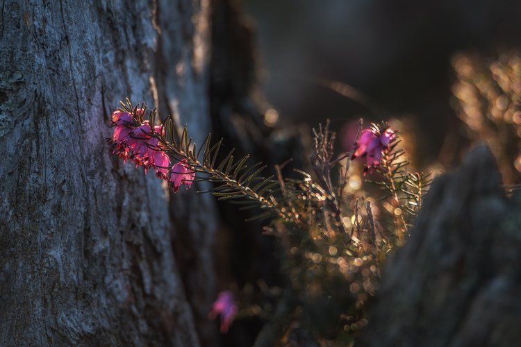 Erica plant with sunbeams example image 1